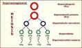 Esquema de la <b>espermatogénesis</b>
