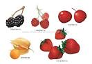 FOOD &amp; KITCHEN :: FOOD :: FRUITS :: BERRIES [2] image - Visual ...
