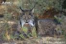 Iberian lynx videos, photos and facts - Lynx pardinus - ARKive