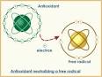 What is an antioxidant?