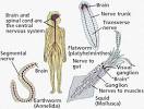 the nervous system