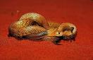 Gwardar (Pseudonaja nuchalis), Gibson desert, Australia.