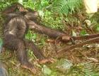 Bushmeat Crisis | Conservation &amp; Threats | Chimpanzees | the Jane ...
