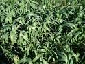 TAS GLOBAL SEEDS ll Pasture, Fodder, Seed, Grass, Clover, Legumes