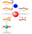 Inhibitory konwertazy angiotensyny – Wikipedia, wolna encyklopedia