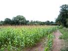 Maize field on footpath - via Daymix