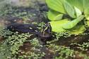 Sternotherus oderatus: The Common Musk Turtle