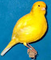 Border Fancy Canary, Border Canary, "Wee Gem", Family ...