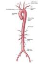 The <b>Aorta</b>