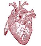 The Graphics Fairy LLC*: Vintage Graphic Image - Anatomy Heart