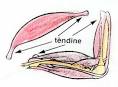 I <b>TENDINI</b>: BIOLOGIA, PATOLOGIA, ASPETTI CLINICI | Sport e Medicina