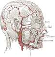 VI. The Arteries. 3a. 2. The External Carotid Artery. Gray, Henry ...