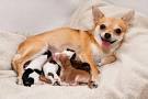 How Do I Know When My Dog Is