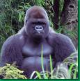 Great Apes Program