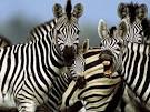 Zebras, Zebra Pictures, Zebra Facts - National Geographic