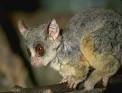 bushbaby .