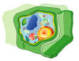 Cell wall - Wikipedia, the free encyclopedia
