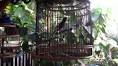 นิตยสาร เจาะสนามนก - YouTube
