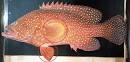Coral cod | Primary industries &amp; fisheries | Queensland Government