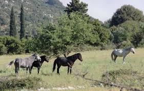 http://t3.gstatic.com/images?q=tbn:ANd9GcT7i6weZDX4l8vmEIO2Y03vNSNgVakh0iGkuwF14r3crbkMK8nMfuMGHB7ulA