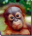 Orangutan Pictures and Pics of Baby Orangutans