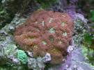 Featured Aquarium  The Aquarium Of J Daniels     Advanced Aquarist