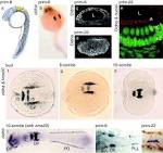 Expression and phylogeny of claudins in vertebrate primordia