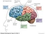 Confessions Of A Leeds Student...: The Brain