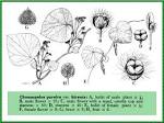 <b>Cissampelos</b> pareira