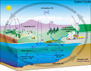 Deforestation and the Carbon Cycle