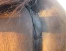 HorseAdvice.com Equine & Horse Advice: 10 mo. pregnant mare's ...