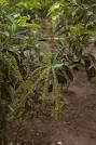 Stock Images of <b>Pilocarpus</b>