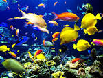 Kids-n-fun | Wallpaper Tropical fishes
