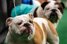 Kennel Club Dog Show in