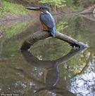 Kingfisher barely causes a ripple as he dives into the water