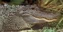 American Alligator (Alligator mississippiensis)