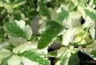 Variegated Apple Mint