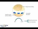 anticholinergic – Dictionary definition of anticholinergic ...