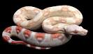 Constrictors Unlimited Collection Albino Boa Constrictor