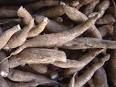 Beware the smell of bitter almonds | Newsroom | Washington ...