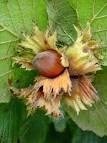Betulaceae | <b>Corylus</b> avellana