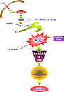<b>Fenretinide</b>-induced apoptotic
