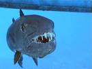 Barracuda Book with scuba adventures and sharks