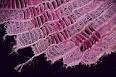 Seaweed - Wikipedia, the free encyclopedia