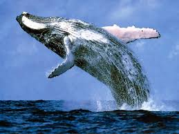 الحوت الأزرق   (اكبر حيوان في العالم) Images?q=tbn:ANd9GcT9Rwy4qZvd5wYk_Cv8qm0s3KnVx-Q6HGrsNBo-pRijIAcD6_dr