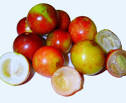 Camu-Camu-Foods High in Antioxidants