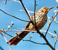 Georgia State Bird Brown Thrasher Toxostoma rufum
