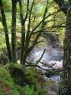 Oaks, Eas Chia-aig. Sessile oak woods beside the waterfall. - via Daymix