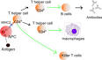 Immune system - Wikipedia, the free encyclopedia