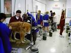 Dog and Pet Grooming Schools at Florida Institute of Animal Arts ...
